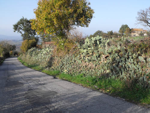 Opuntia ficus-indica (L.) Mill.